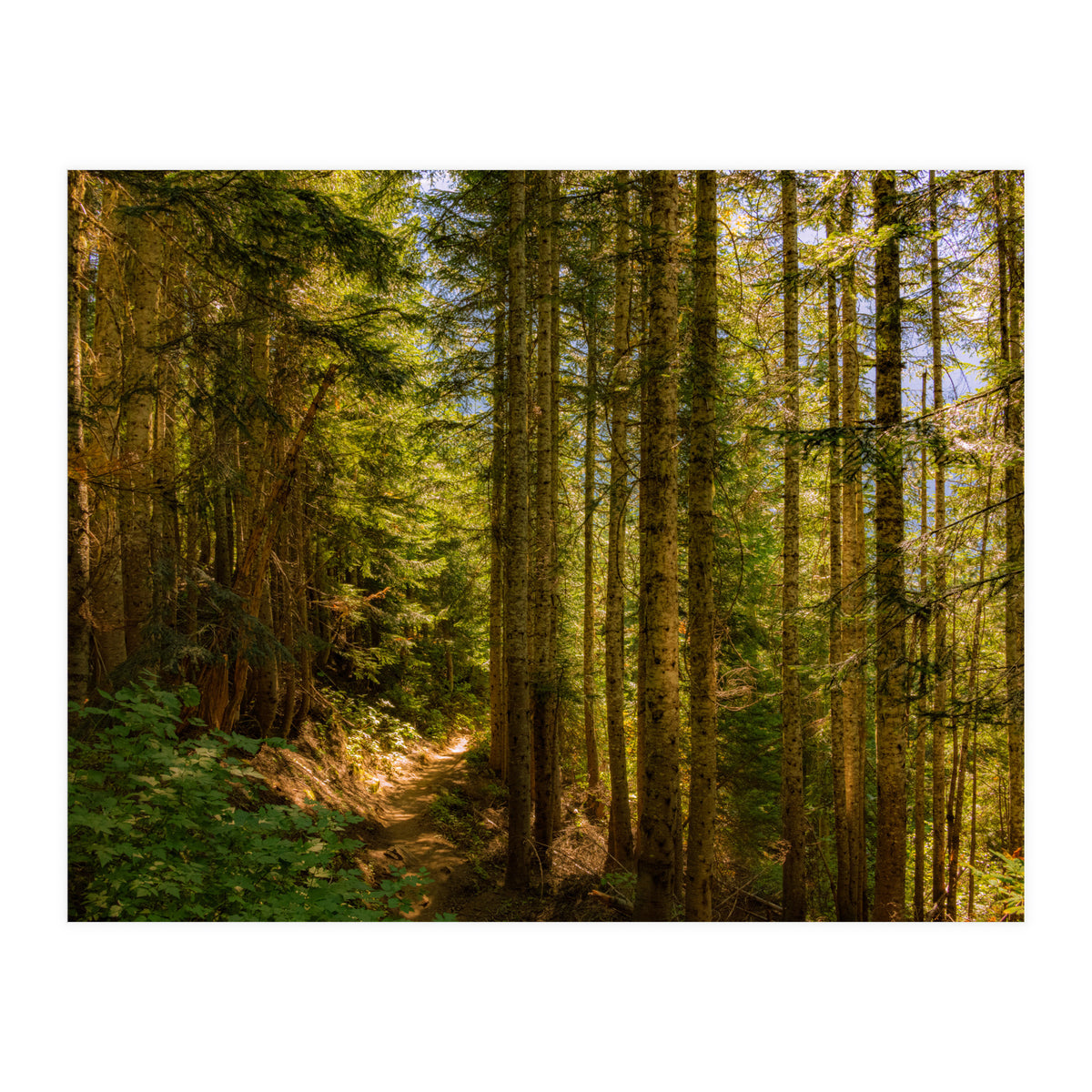 Cascade Trail (Print Only)