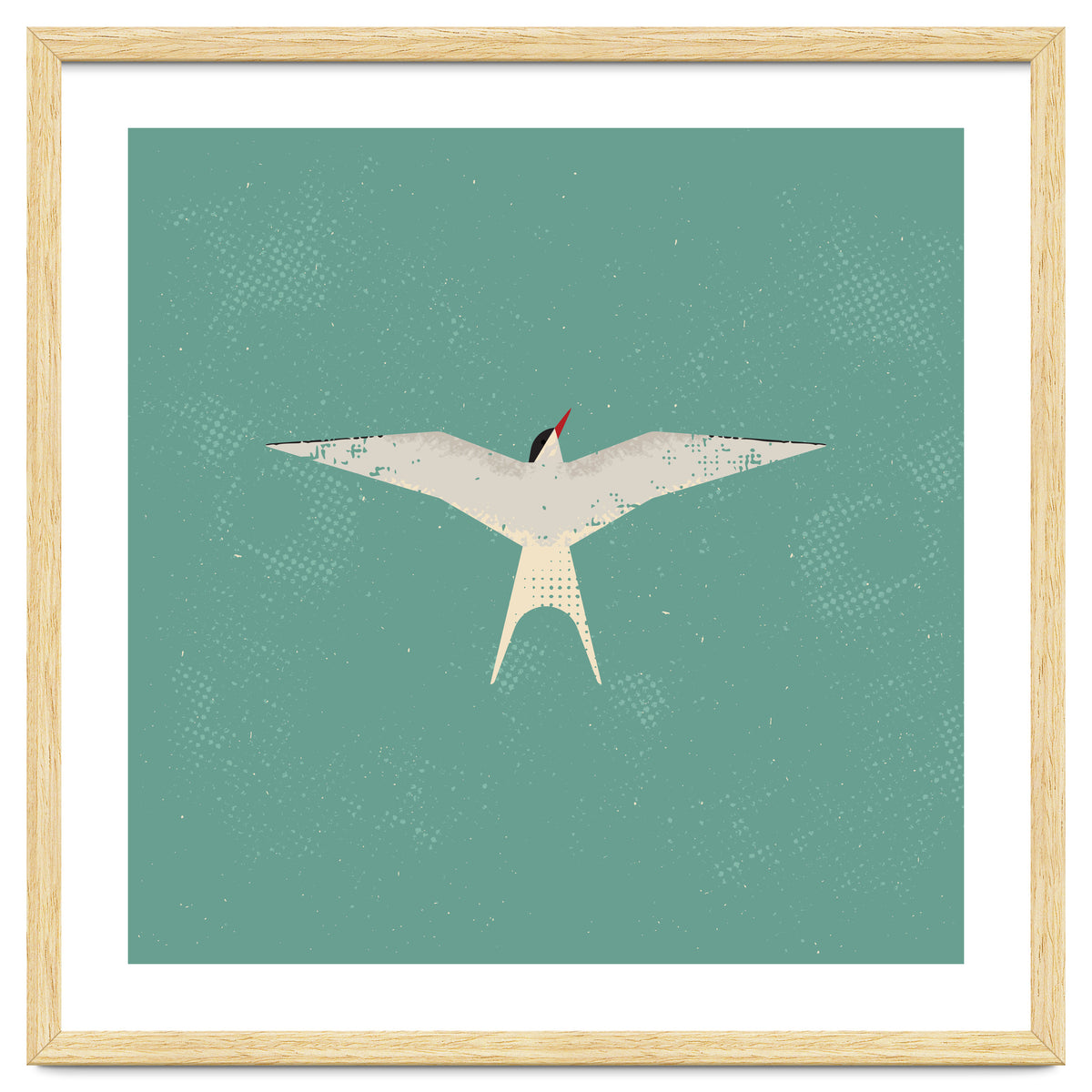 Arctic Tern