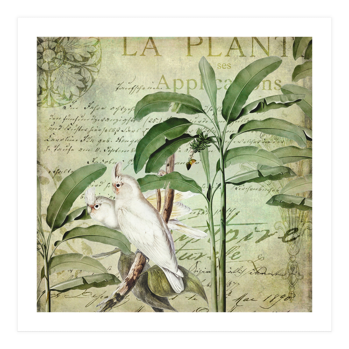 Nostalgic Cockatoo  (Print Only)