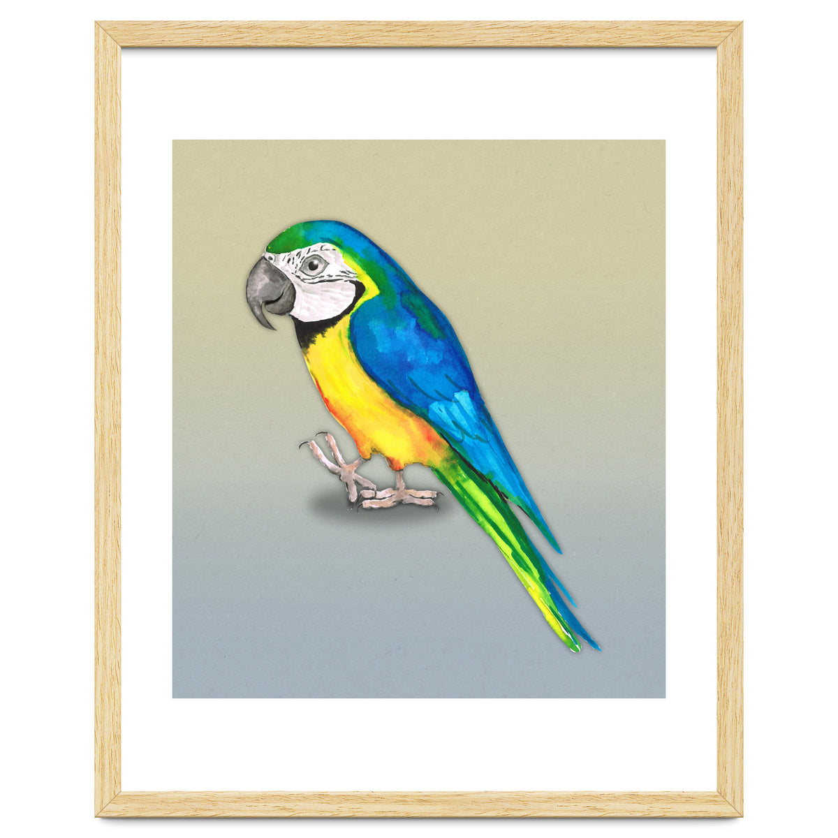 Blue and yellow macaw