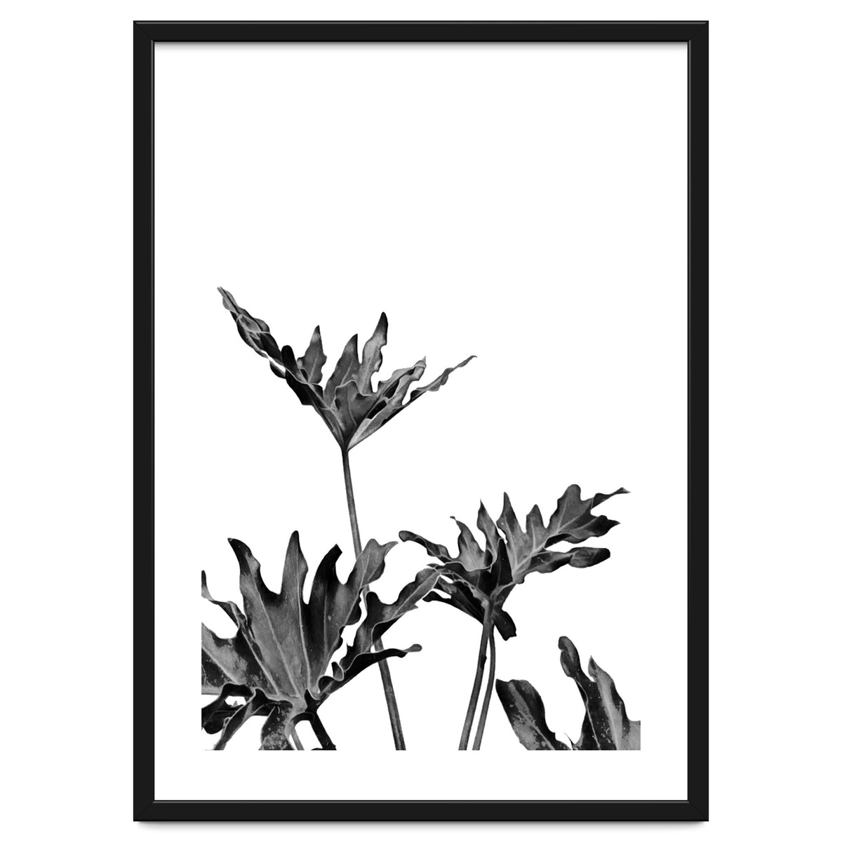 Monstera Black And White 08