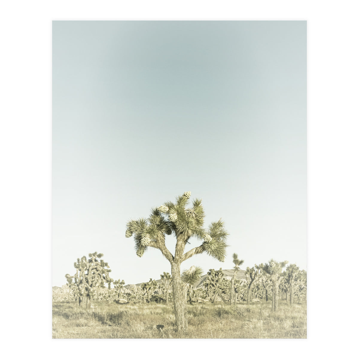 Vintage Joshua Tree  (Print Only)