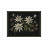 Edelweiss Vintage Illustration (Print Only) thumbnail