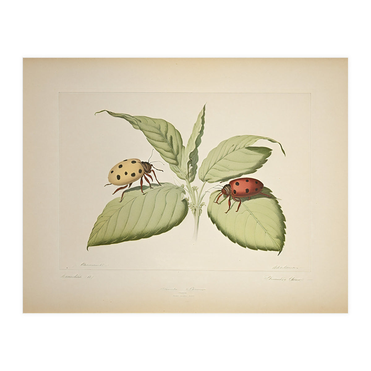 Vintage Ladybirds Illustration (Print Only)