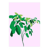 Ficus on Pink Background (Print Only) thumbnail