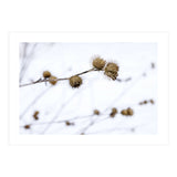 Winter Thistles (Print Only) thumbnail