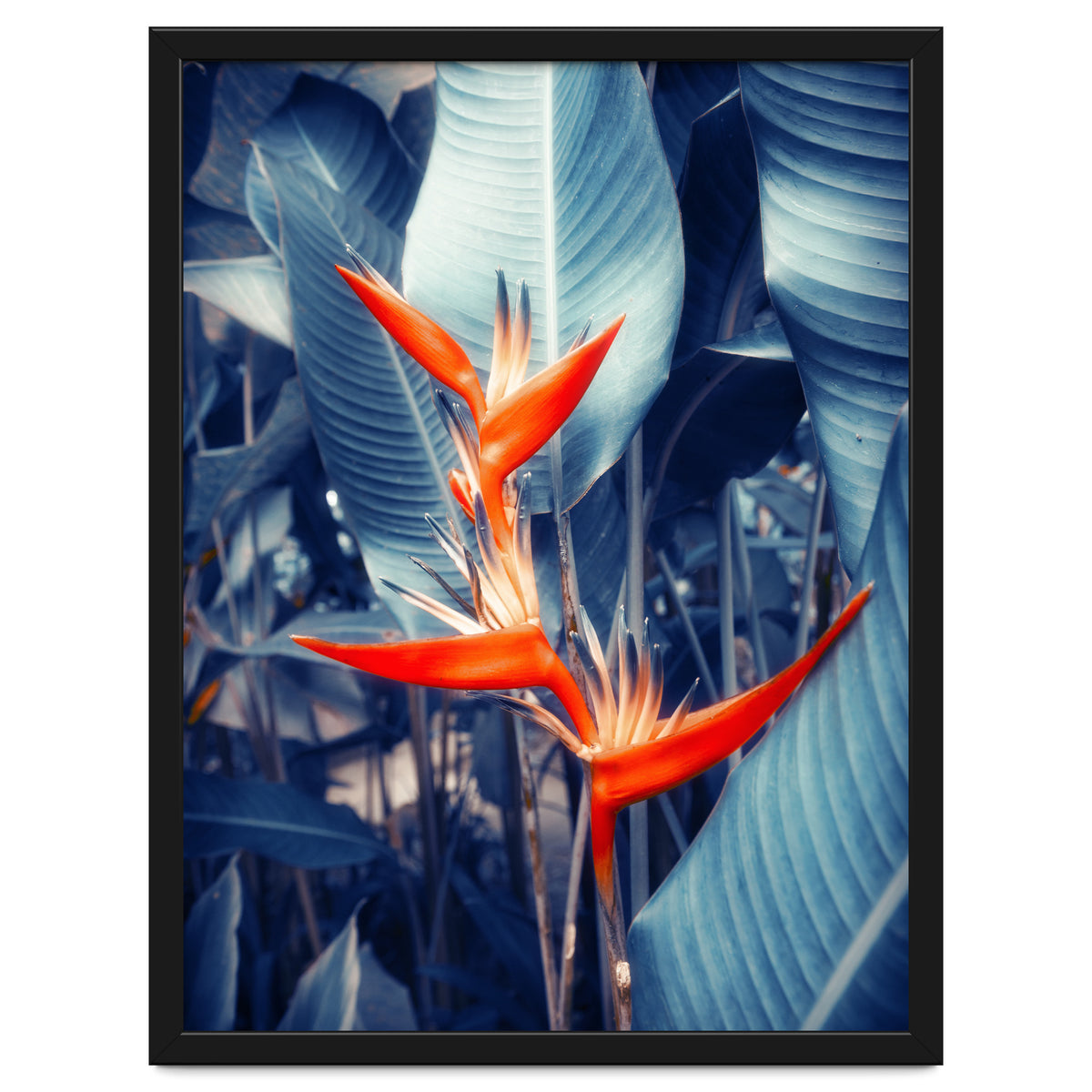 Parakeet Tropical Flower