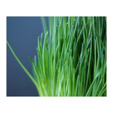 Chives (Print Only) thumbnail