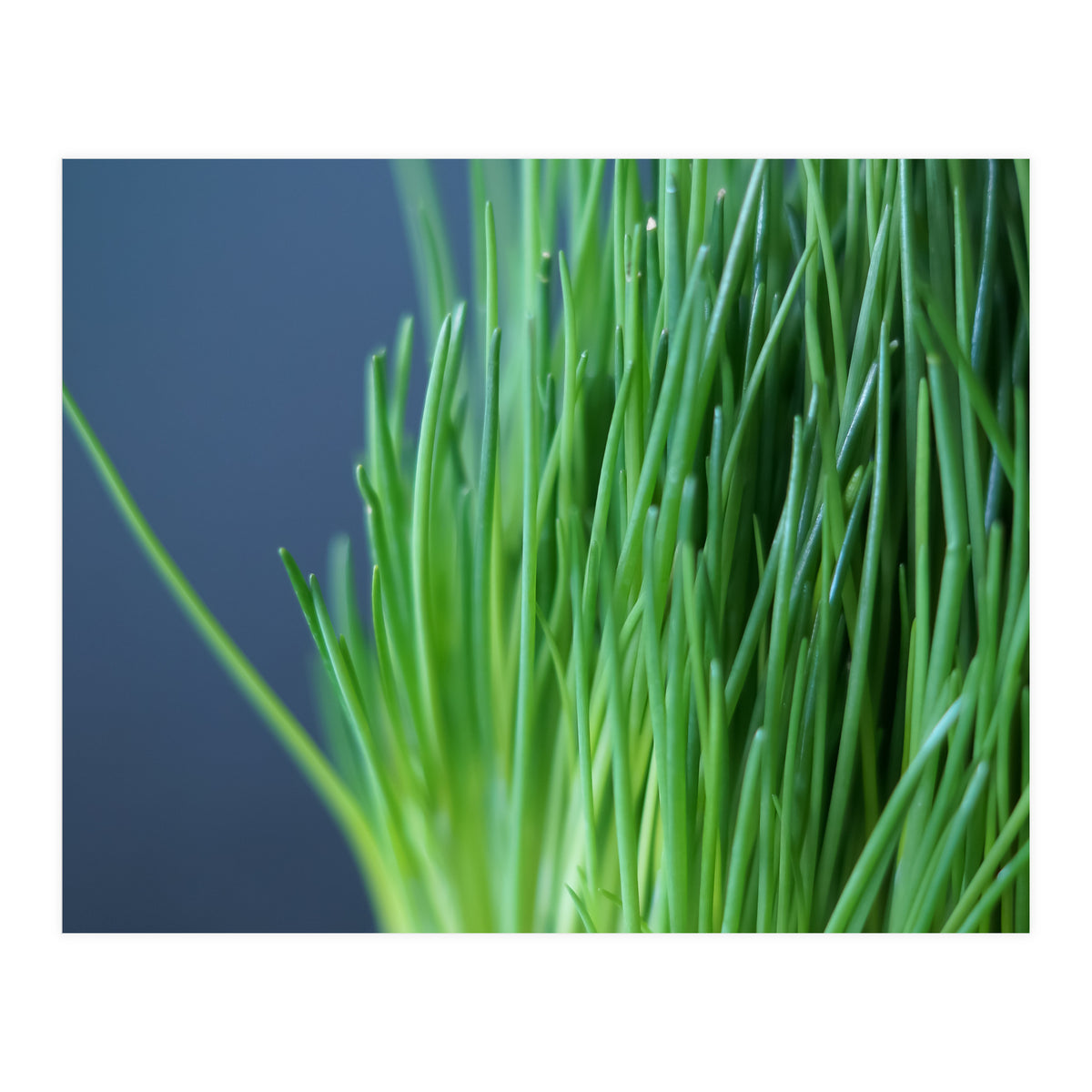 Chives (Print Only)