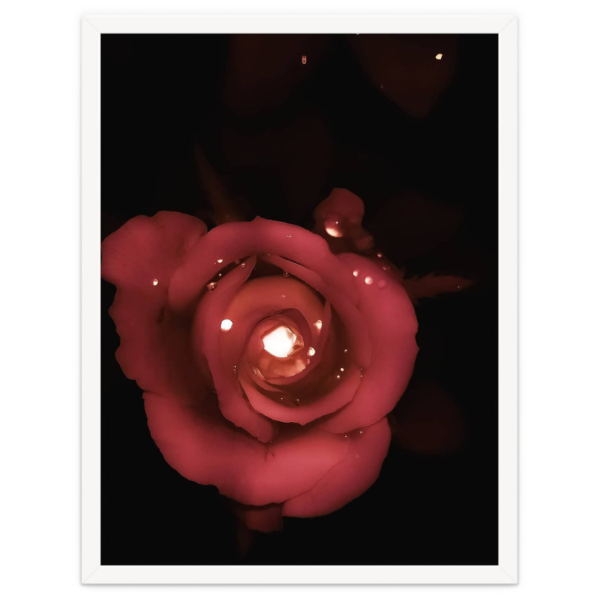 Lighting Rose