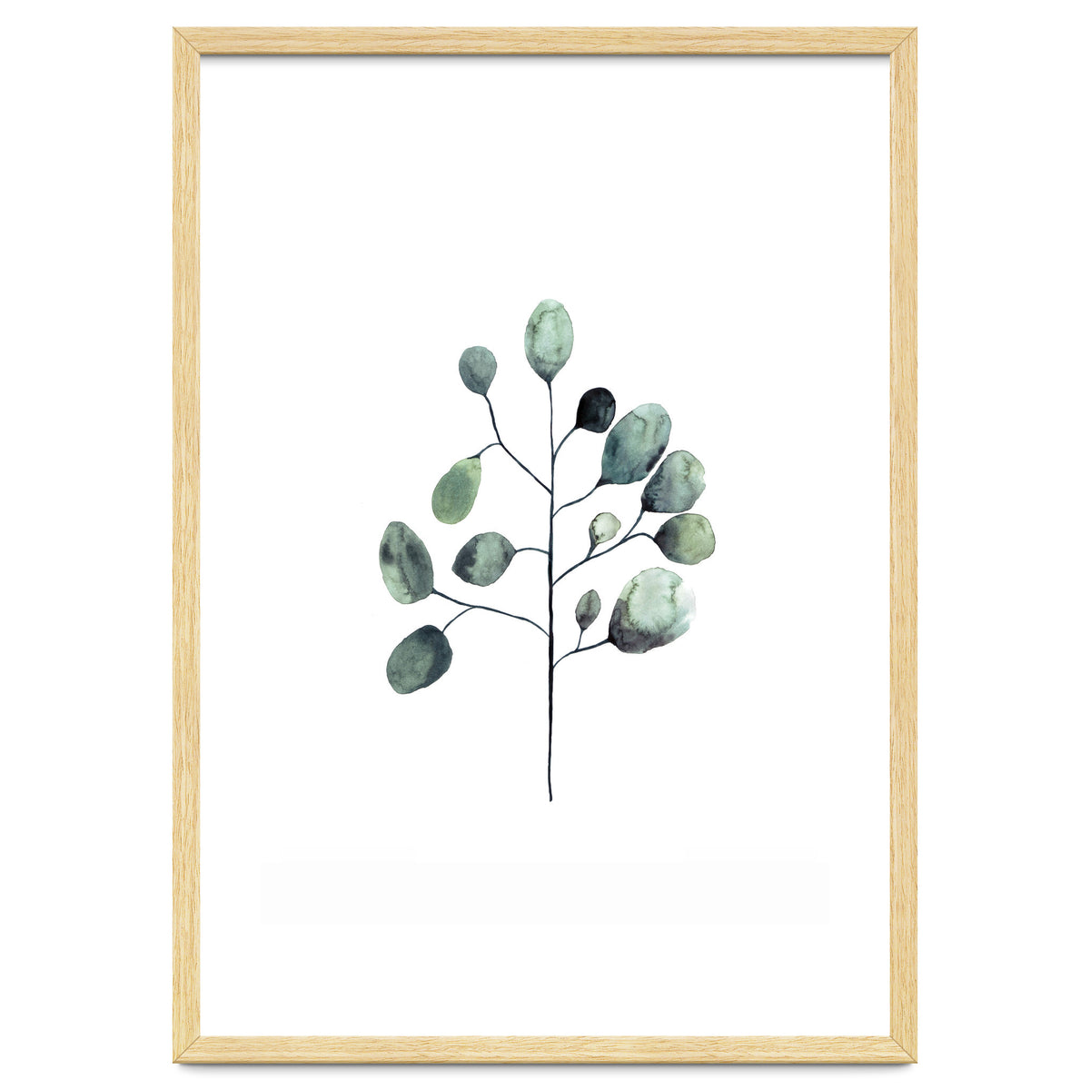 Botanical Illustration Eukalyptus