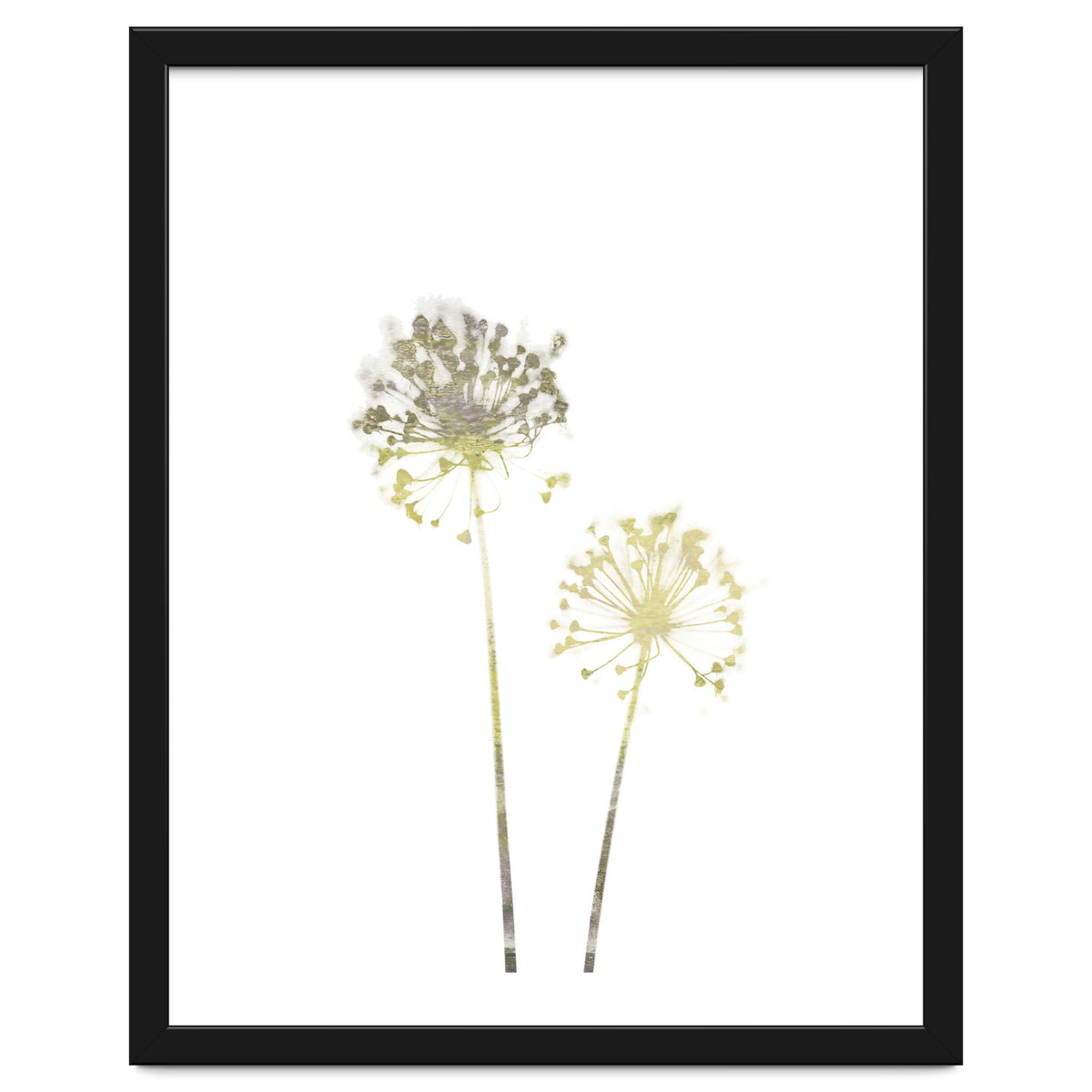 Neutral Dandelions