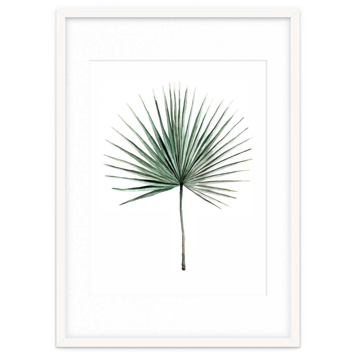 Botanical Illustration Fanpalm