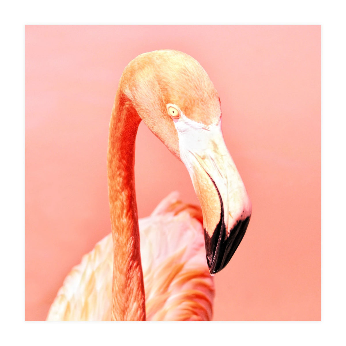 Pink Paradise (Print Only)