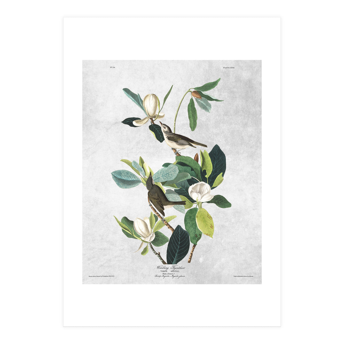 fiori e uccelli (Print Only)