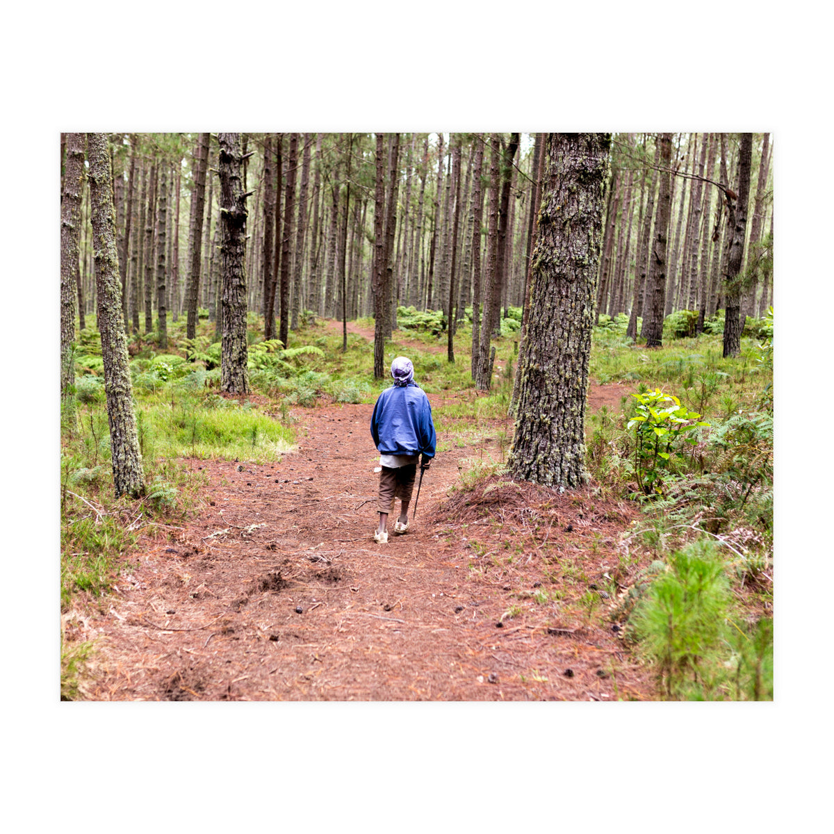 Into the forest (Print Only)