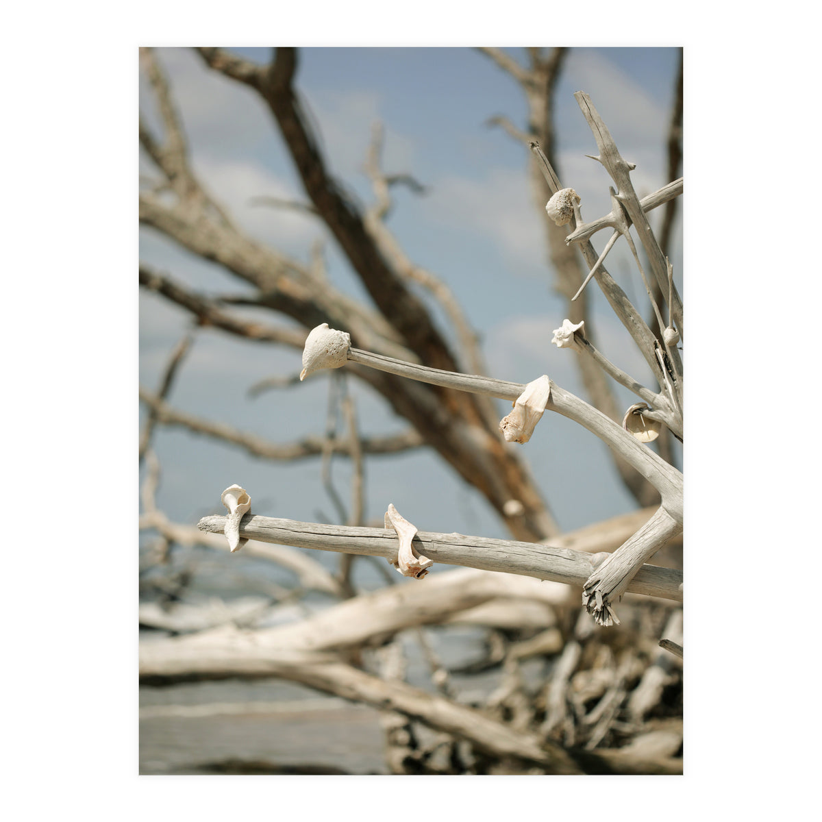 Seashells And Driftwood  (Print Only)