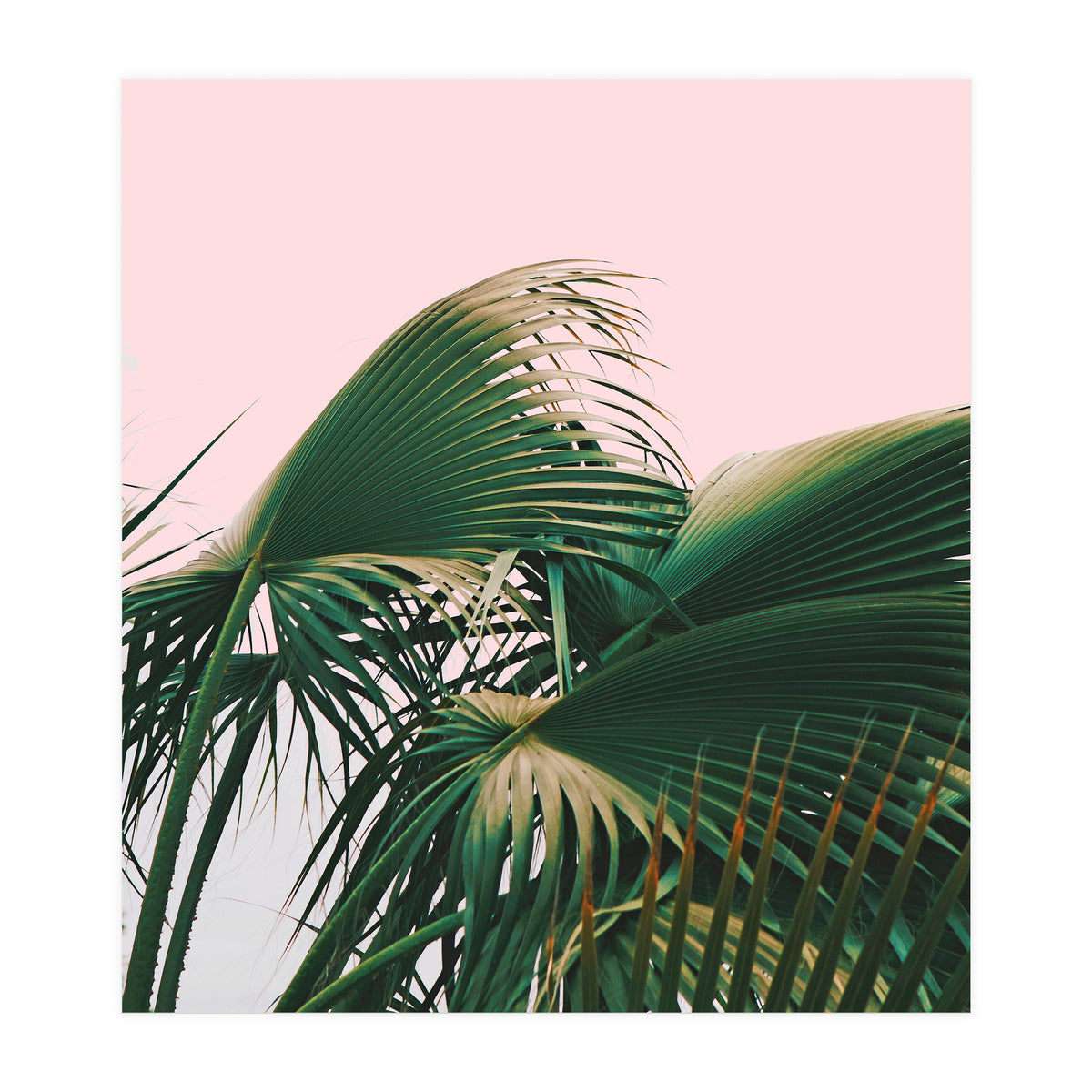 Palm Love (Print Only)