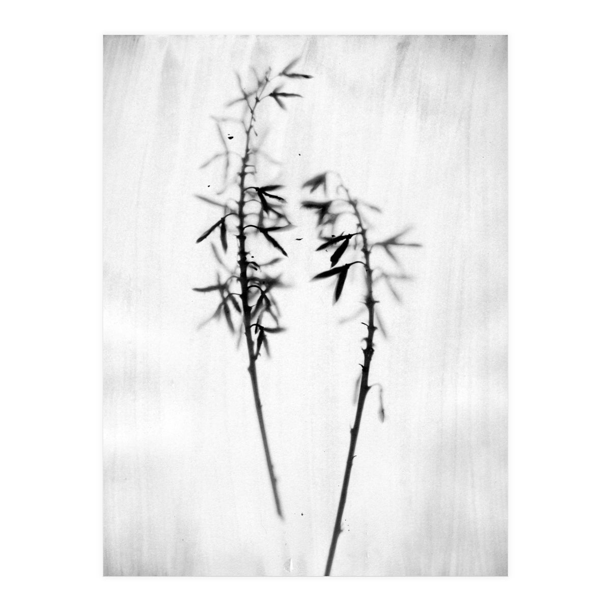 Hosta 2 (Print Only)