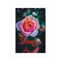 delicate rose (Print Only)