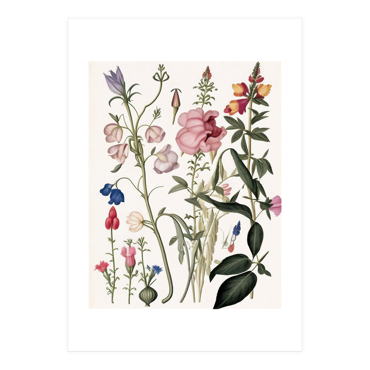 Flowers Botanical Vintage Illustration (Print Only)