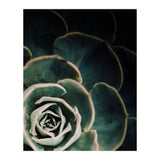 Darkside Of Succulents 4-C (Print Only) thumbnail