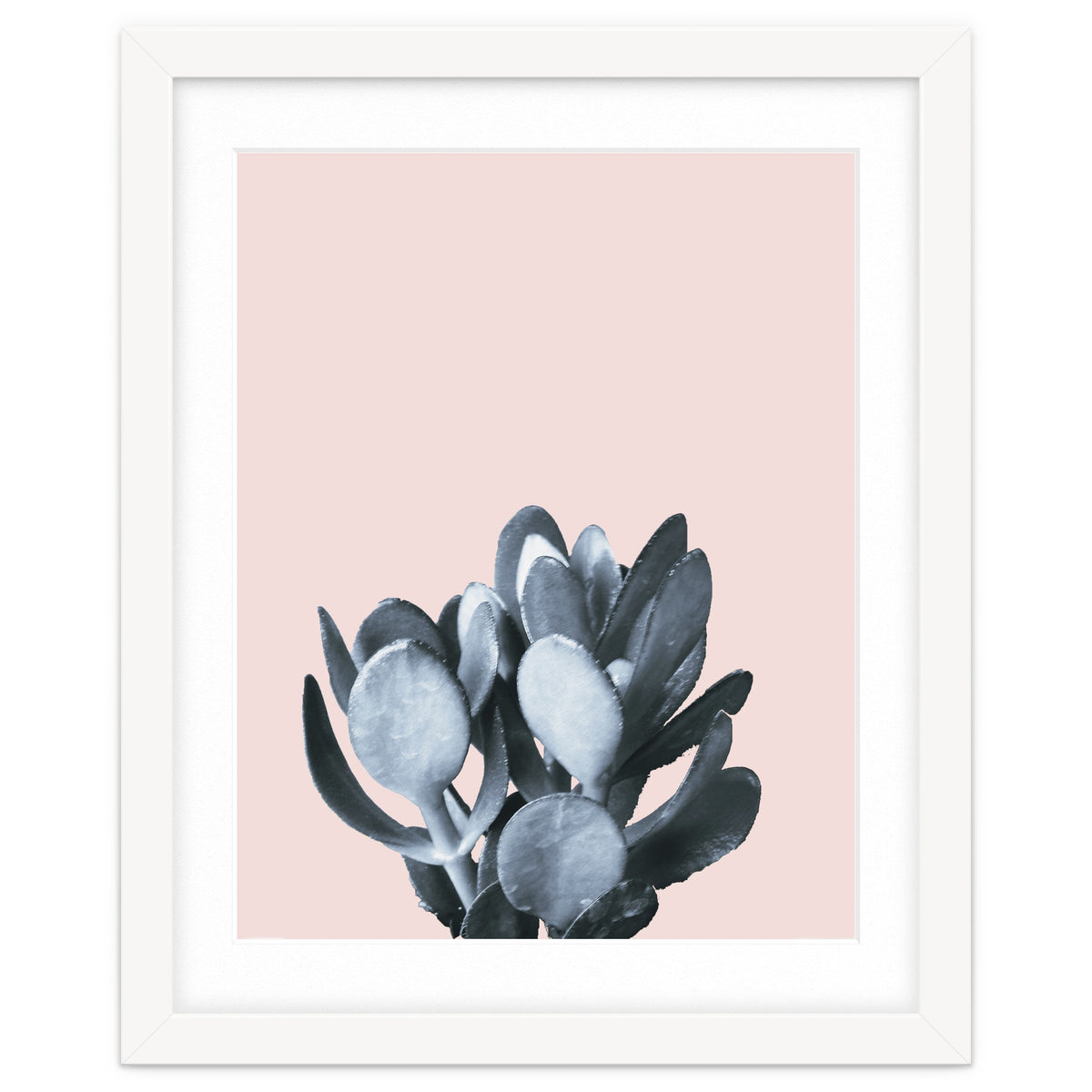 Cactus collection BL-II