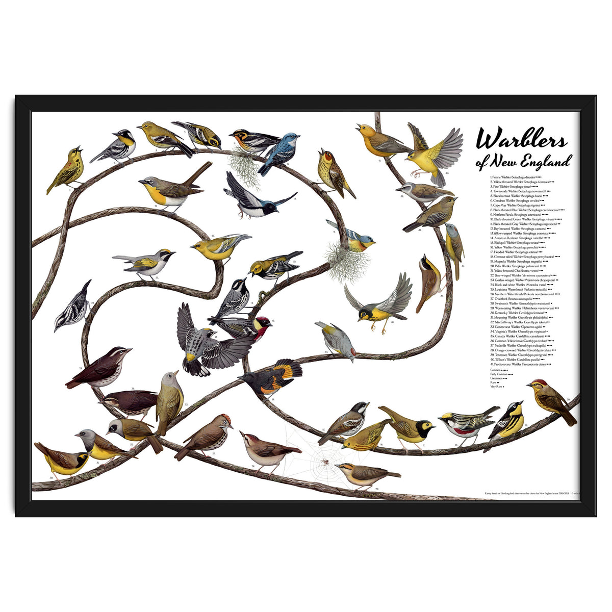 Warblers of New England