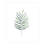 Botanical Illustration Fern (Print Only) thumbnail