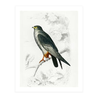 Red-footed Falcon illustrated (Print Only)