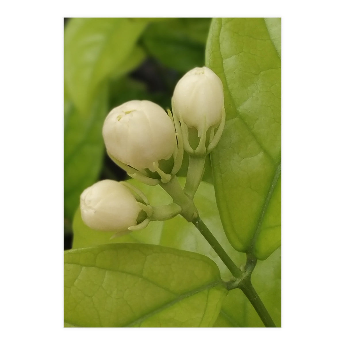 Jasmine Fragrance (Print Only)