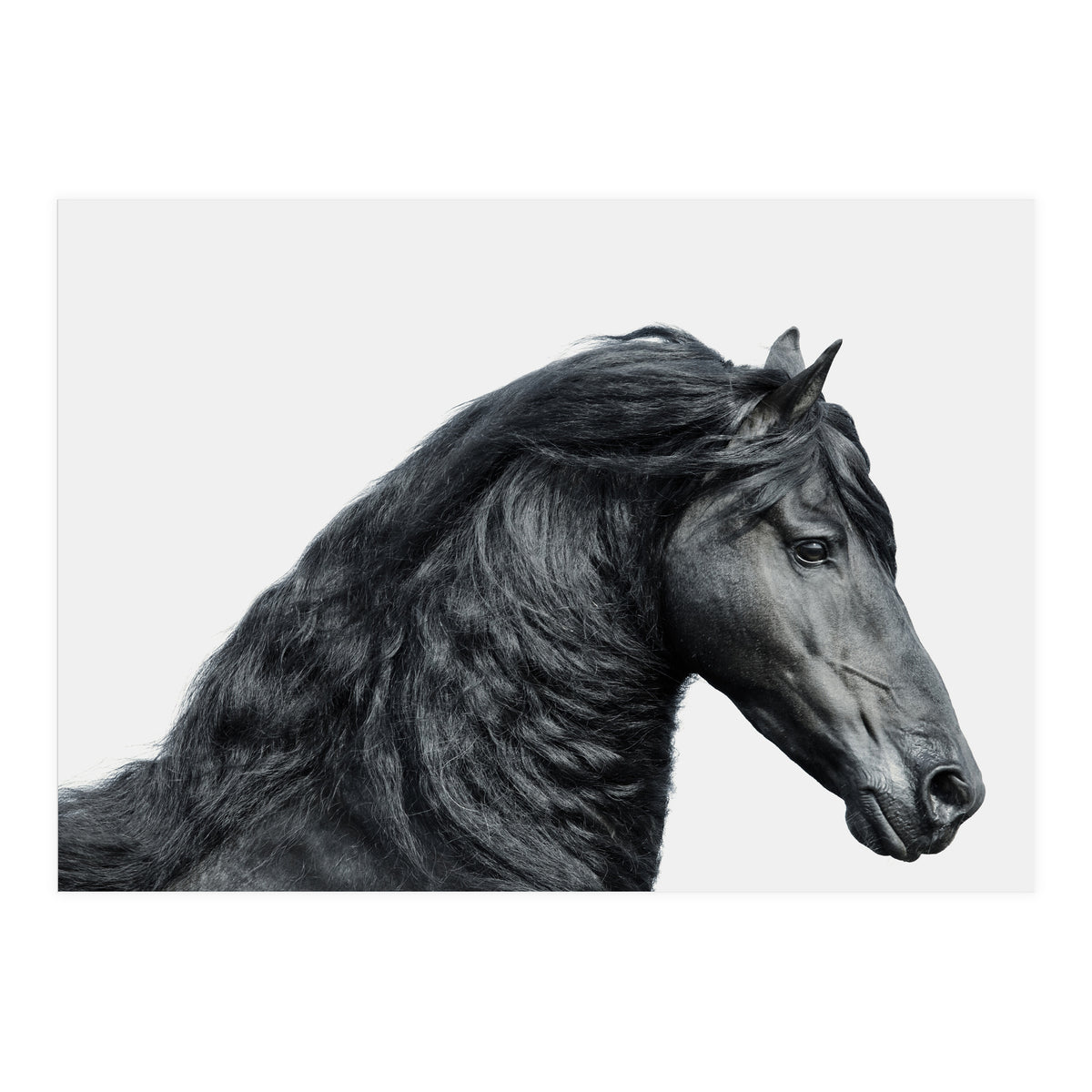 Friesian Horse (Print Only)