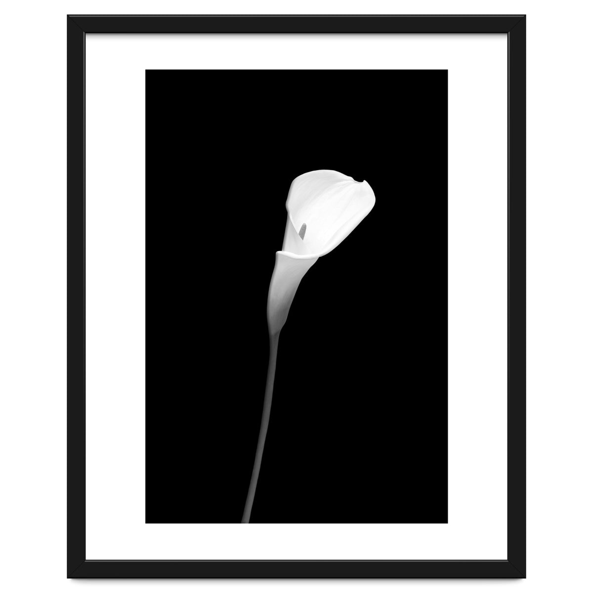 Calla | dark design