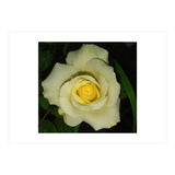 Blooming White Rose (Print Only) thumbnail