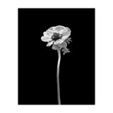 Anemone coronaria | dark design  (Print Only) thumbnail
