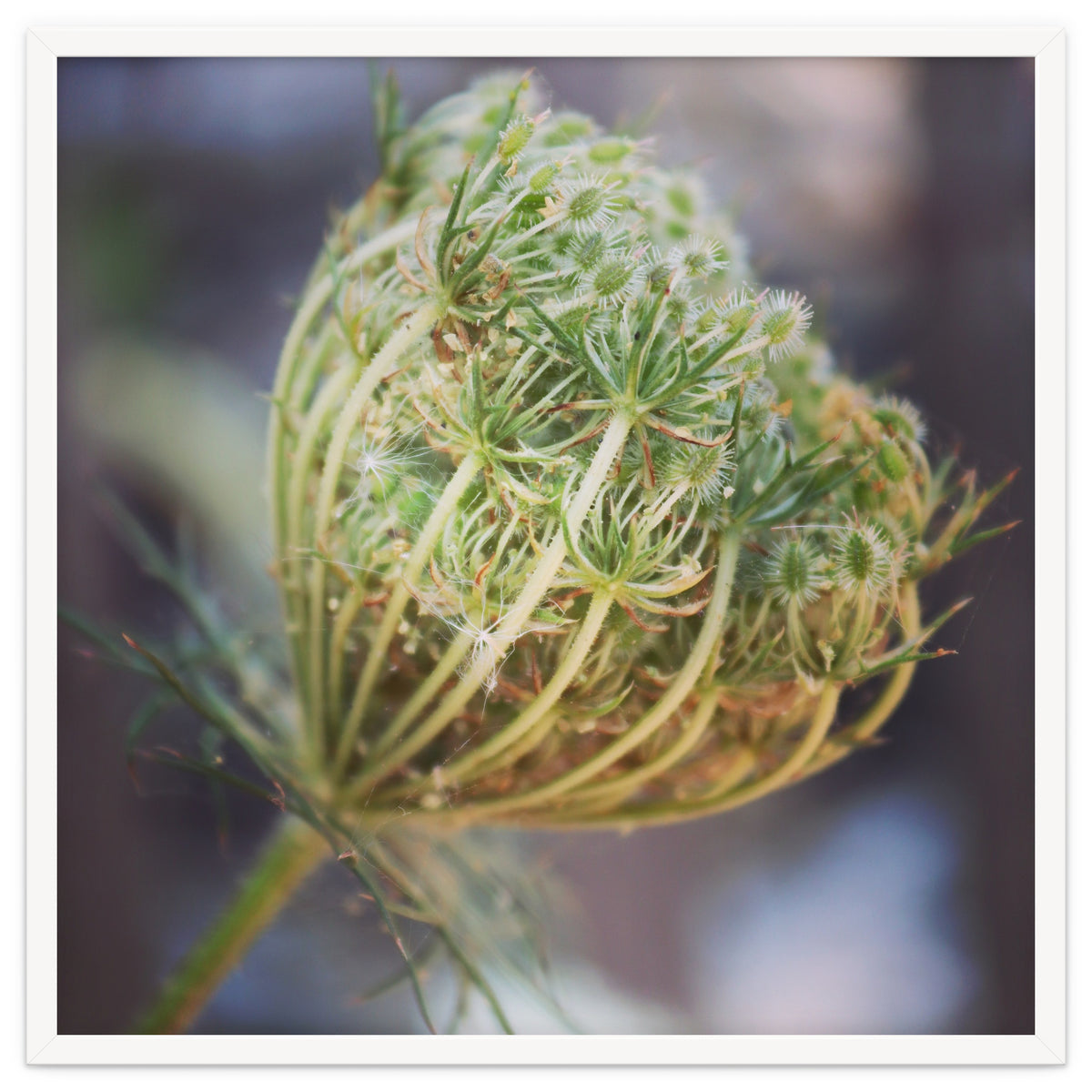 Seed head