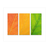 Autumn Leaves (Print Only) thumbnail