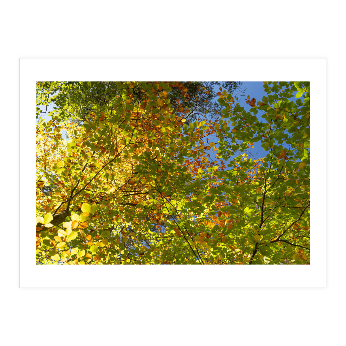Colors Of Fall (Print Only)