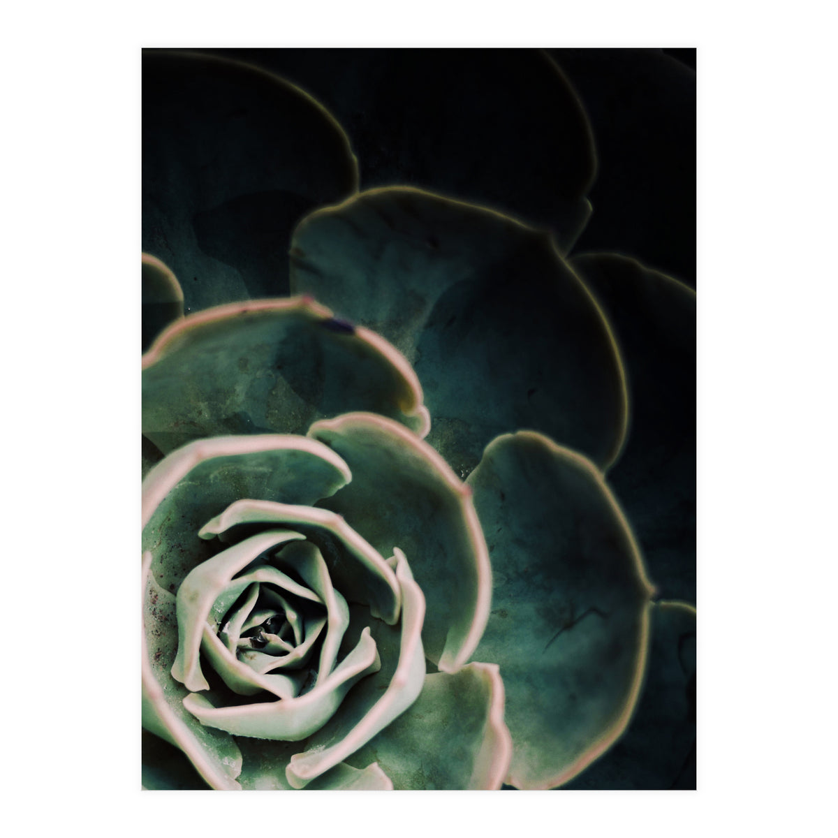 Darkside Of Succulents 4-C (Print Only)