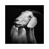 Billy Goat Adam (Print Only) thumbnail