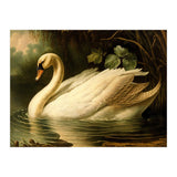 Swan Classic Painting (Print Only) thumbnail
