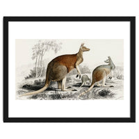 The red kangaroo illustrated