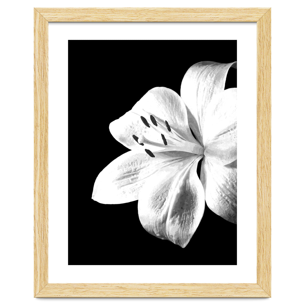 White Lily Black Background