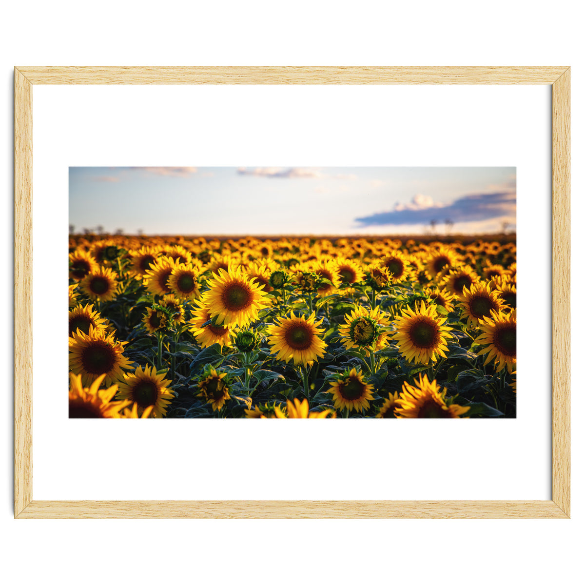 Summer Sunflowers