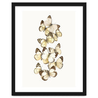 Cc Butterflies 01