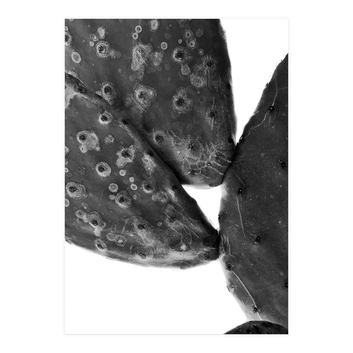 Black Cactus (Print Only)