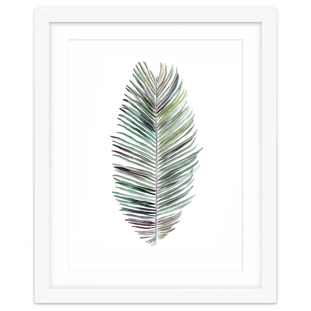 Botanical Illustration Cocos Palm