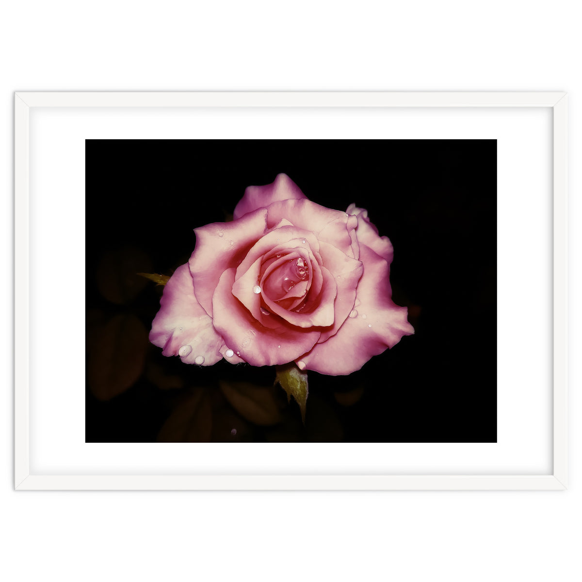 Satin Rose