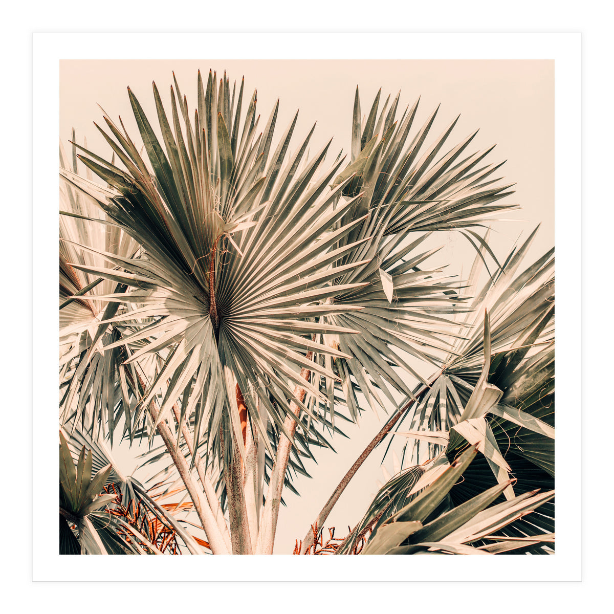 Morning Star (Print Only)