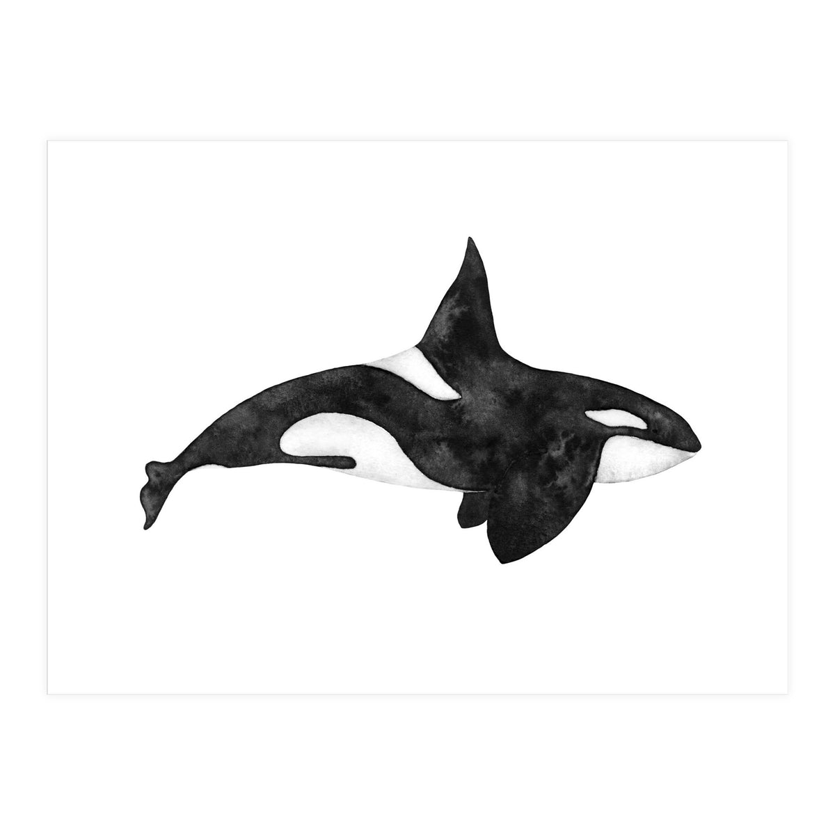 Orca (Print Only)